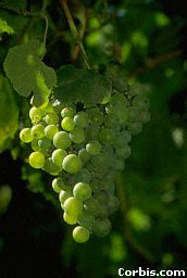 Curacaví - Uvas